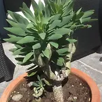 Апартаменты Sonnenstrahl Локарно