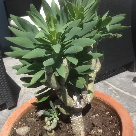 Διαμέρισμα Sonnenstrahl Λοκάρνο