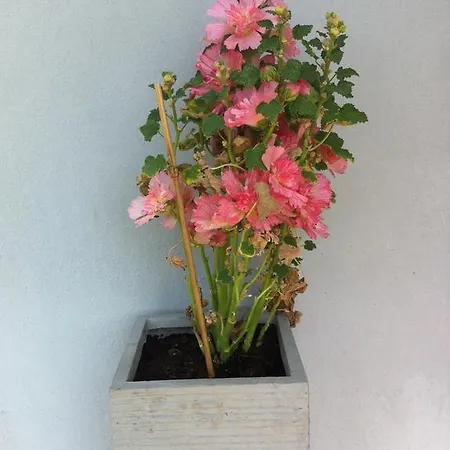 Sonnenstrahl 로카르노