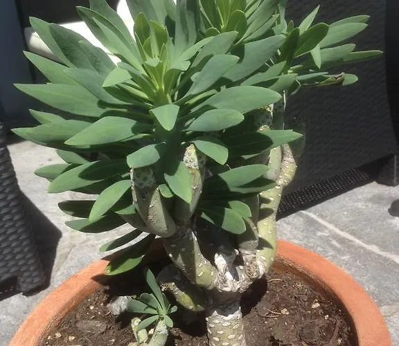 아파트 Sonnenstrahl 로카르노