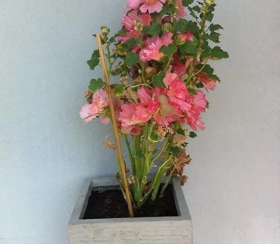 Sonnenstrahl Locarno